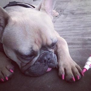 Nail-polish-for-dogs