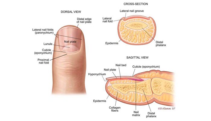  Anatomy of Nails 